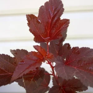 Crimson Diablo Ninebark Shrub Plant 6-12 Inch Tall 2.5