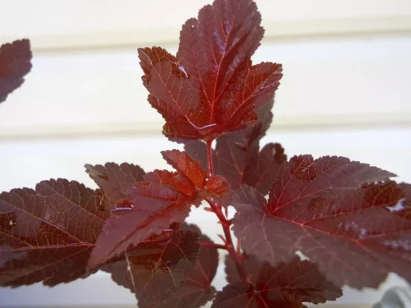 Crimson Diablo Ninebark Shrub Plant 6-12 Inch Tall 2.5" Pot