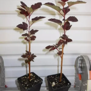 Crimson Diablo Ninebark Shrub Plant 6-12 Inch Tall 2.5" Pot