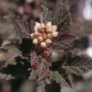 Crimson Diablo Ninebark Shrub Plant 6-12 Inch Tall 2.5