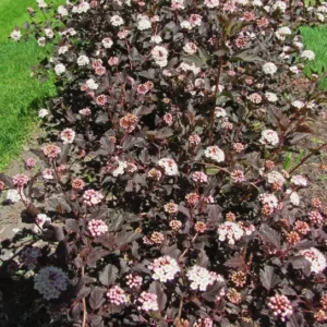 Crimson Diablo Ninebark Shrub Plant 6-12 Inch Tall 2.5