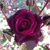 Crimson Knight Rose Bush - Brindabella Rose - Gallon Pot Size - Deep Red Flowers