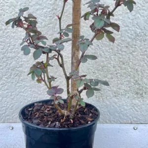 Crimson Knight Rose Bush - Brindabella Rose - Gallon Pot Size - Deep Red Flowers