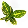Croton Petra Air Purifying Houseplant 4 inch Potted Indoor Plant