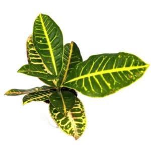 Croton Petra Air Purifying Houseplant 4 inch Potted Indoor Plant