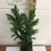 Cryptomeria Japonica Black Dragon Japanese Cedar Plant 6-12 Inch Tall Quart Pot