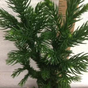 Cryptomeria Japonica Black Dragon Japanese Cedar Plant 6-12 Inch Tall Quart Pot