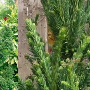 Cryptomeria Japonica Black Dragon Japanese Cedar Plant 6-12 Inch Tall Quart Pot