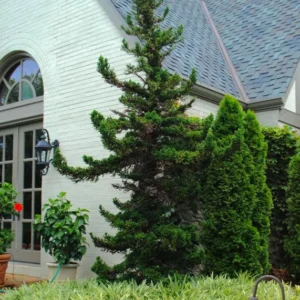 Cryptomeria Japonica Black Dragon Japanese Cedar Plant 6-12 Inch Tall Quart Pot