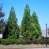 Cryptomeria Yoshino Japanese Cedar Plant - 6-12 Inch Tall - Quart Pot Evergreen Tree