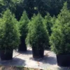 Cryptomeria Yoshino Japanese Cedar Tree - Quart Pot - Evergreen Privacy Screen