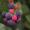 Cumberland Black Raspberry Plant - 2 Year Old Fruit Plant Rubus Occidentalis
