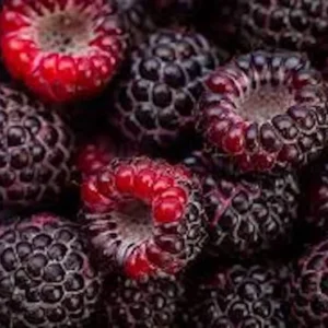 Cumberland Black Raspberry Plant - 2 Year Old Fruit Plant Rubus Occidentalis