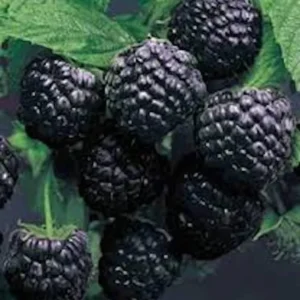 Cumberland Black Raspberry Plant - 2 Year Old Fruit Plant Rubus Occidentalis