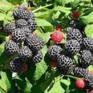 Cumberland Black Raspberry Plant - 2 Year Old Fruit Plant Rubus Occidentalis