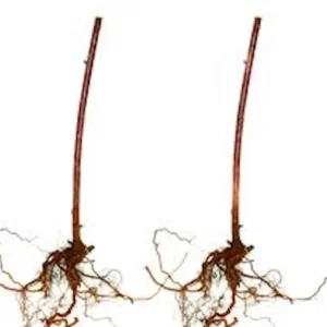 Cumberland Black Raspberry Plant - 2 Year Old Fruit Plant Rubus Occidentalis