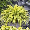 Curly Fries Hosta - Miniature Perennial Plant - 3" Pot - Shade Loving
