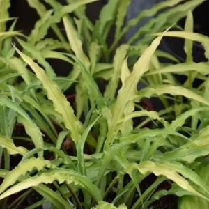 Curly Fries Hosta - Miniature Perennial Plant - 3