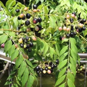 Curry Leaf Plant Live - Gamthi Curry Tree 5-9 Inch Tall in Pot