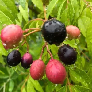Curry Leaf Plant Live - Gamthi Curry Tree 5-9 Inch Tall in Pot