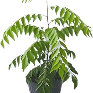 Curry Leaf Plant Live - Gamthi Curry Tree 5-9 Inch Tall in Pot