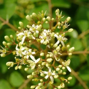 Curry Leaf Plant Live - Gamthi Curry Tree 5-9 Inch Tall in Pot