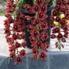 Cymbidium Orchid Clare Natasha X canaliculatum - Warm Growing 3" Potted Plant
