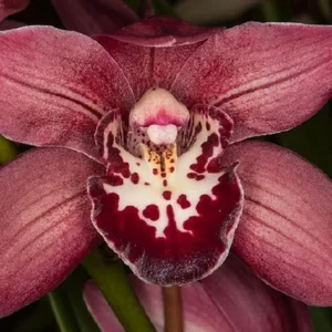 Cymbidium Orchid Clare Natasha X canaliculatum - Warm Growing 3" Potted Plant