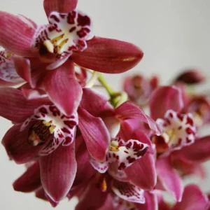 Cymbidium Orchid Clare Natasha X canaliculatum - Warm Growing 3