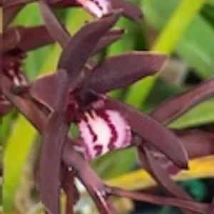 Cymbidium Orchid Clare Natasha X canaliculatum - Warm Growing 3