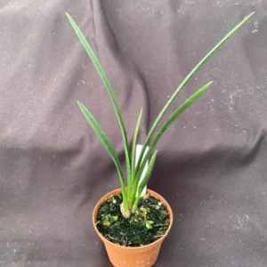 Cymbidium Orchid Clare Natasha X canaliculatum - Warm Growing 3