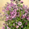 Cynoglossum Forgot Me Not Mystery Rose Plant Plug - Pink Biennial Flower