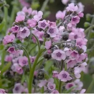Cynoglossum Forgot Me Not Mystery Rose Plant Plug - Pink Biennial Flower