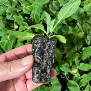 Cynoglossum Forgot Me Not Mystery Rose Plant Plug - Pink Biennial Flower