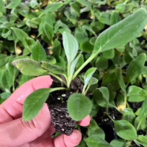 Cynoglossum Forgot Me Not Mystery Rose Plant Plug - Pink Biennial Flower