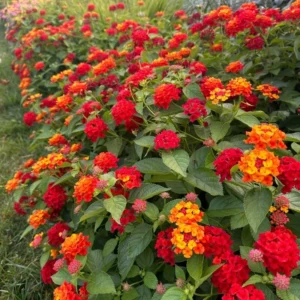 Dallas Red Lantana Plants - 2 Live Red Lantana Flowers 4-6 Inch Tall