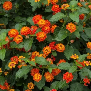 Dallas Red Lantana Plants - 2 Live Red Lantana Flowers 4-6 Inch Tall