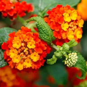 Dallas Red Lantana Plants - 2 Live Red Lantana Flowers 4-6 Inch Tall