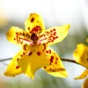 Dancing Lady Orchid - Oncidesa Gower Ramsey - 2.5 Inch Pot - Yellow Blooms