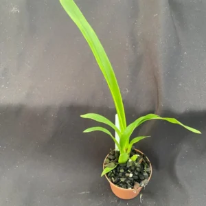 Dancing Lady Orchid - Oncidesa Gower Ramsey - 2.5 Inch Pot - Yellow Blooms