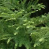Dawn Redwood Plant Metasequoia Glyptostroboides 6-12 Inch Tall Potted Tree