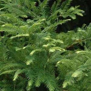 Dawn Redwood Plant Metasequoia Glyptostroboides 6-12 Inch Tall Potted Tree