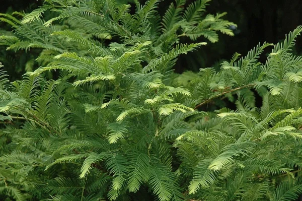 Dawn Redwood Plant Metasequoia Glyptostroboides 6-12 Inch Tall Potted Tree