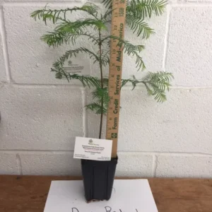 Dawn Redwood Plant Metasequoia Glyptostroboides 6-12 Inch Tall Potted Tree
