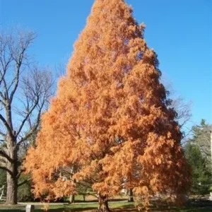 Dawn Redwood Plant Metasequoia Glyptostroboides 6-12 Inch Tall Potted Tree