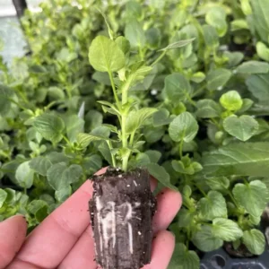 Delft Blue Viola Magnifi Scent Plant Starter - Healthy Violet - Easy-Grow Perennial Flower