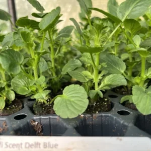 Delft Blue Viola Magnifi Scent Plant Starter - Healthy Violet - Easy-Grow Perennial Flower
