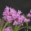Dendrobium kingianum Fragrant Orchid Plant - Blooming Size - 4" Pot - Free Shipping