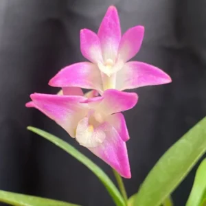 Dendrobium kingianum Fragrant Orchid Plant - Blooming Size - 4