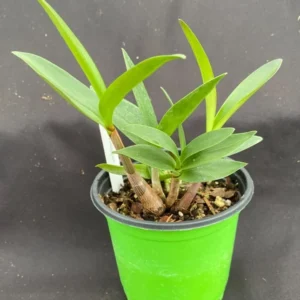 Dendrobium kingianum Fragrant Orchid Plant - Blooming Size - 4